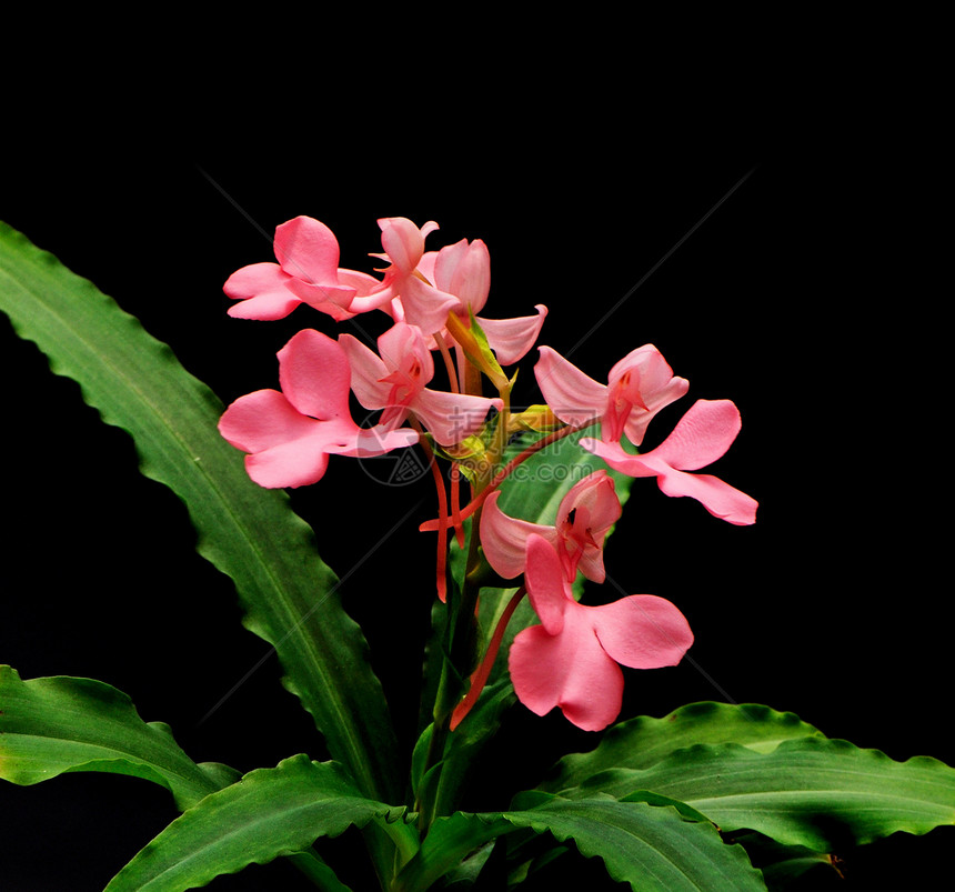 哈比纳舌头生长花园森林下雨荒野植物季节国家公园图片