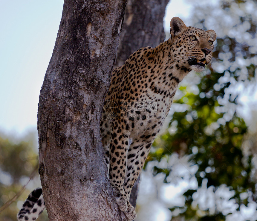 坦桑尼亚国家公园的黑豹搜索濒危旅行物种哺乳动物大猫运动晶须宠物游客图片