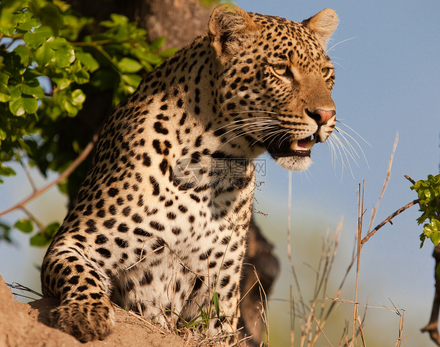 坦桑尼亚国家公园的黑豹宠物哺乳动物健身生物体食虫大猫物种旅行草原环境图片