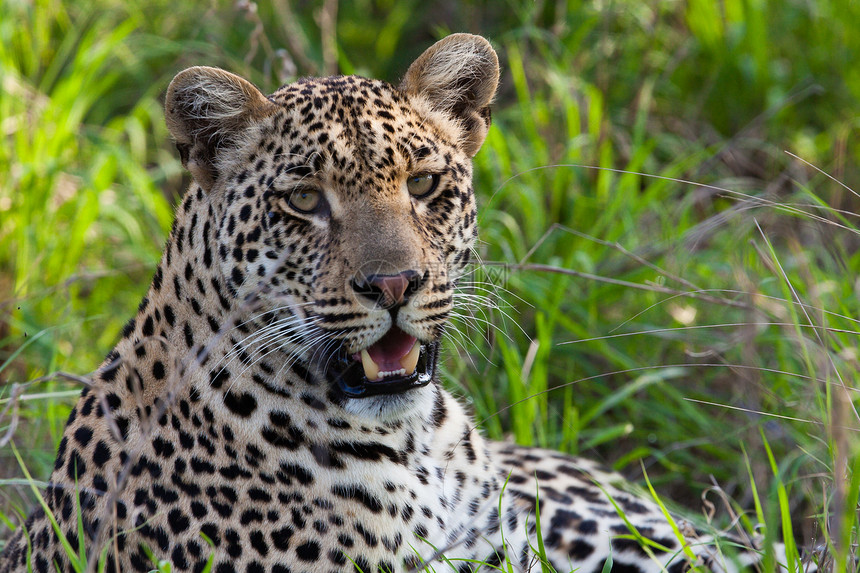坦桑尼亚国家公园的黑豹国家哺乳动物食虫野猫健身搜索旅行生物体野生动物猫科动物图片