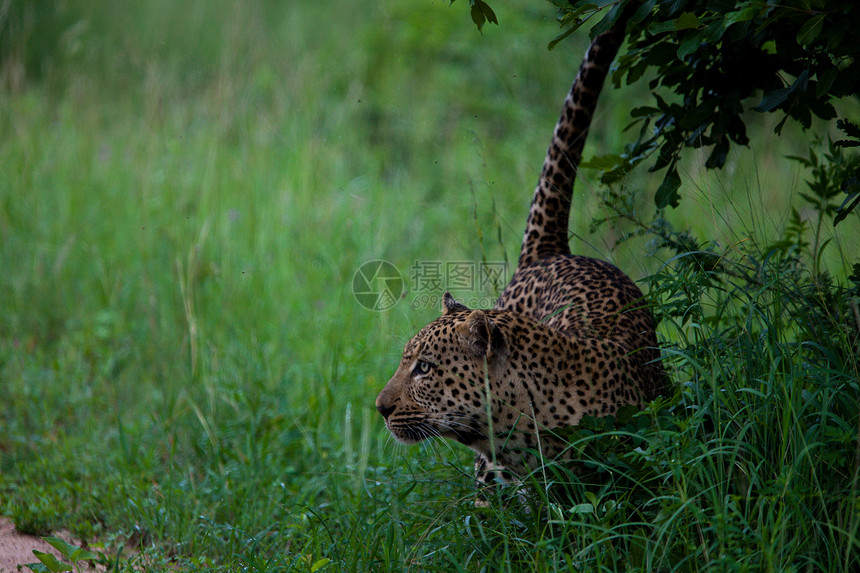 坦桑尼亚国家公园的黑豹宠物草原旅行地标搜索动物地点濒危运动大猫图片