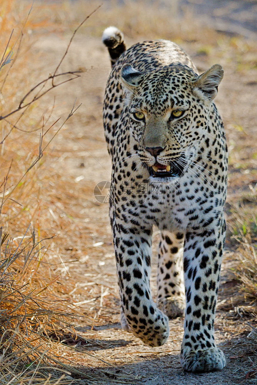 坦桑尼亚国家公园的黑豹食虫国家大猫搜索野生动物宠物食肉生物体环境草原图片