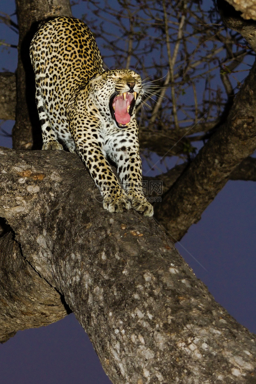 坦桑尼亚国家公园的黑豹猫科动物游客食肉搜索宠物晶须健身动物哺乳动物公园图片