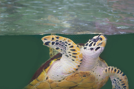 绿海龟潜水海洋热带珊瑚礁野生动物海洋生物盐水海草环境爬虫背景图片