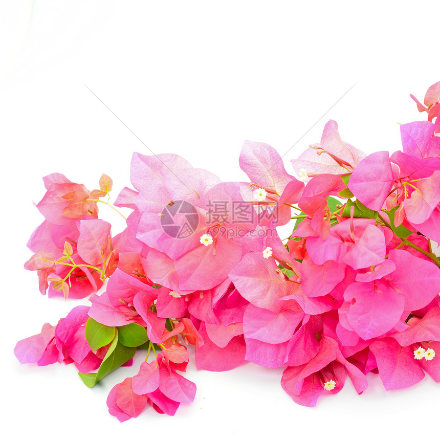 哥伦比亚花瓣花束树叶装饰植物纸花绿色植物群粉色花园图片