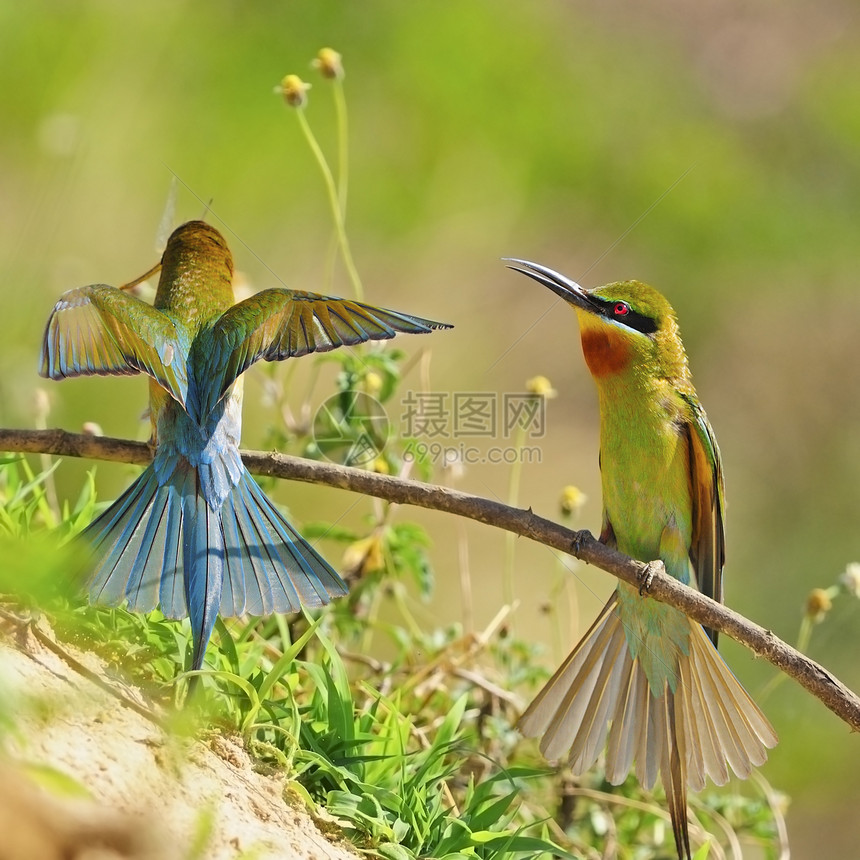 蓝尾蜂食蜜蜂者翅膀尾巴野生动物橙子羽毛动物脊柱阳光花蜜自由图片