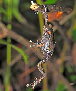 青蛙生物学森林生物热带宏观雨林绿色动物生态环境跳高清图片素材