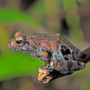 青蛙生态生物生物学雨林蟾蜍宏观绿色环境野生动物动物热带高清图片素材