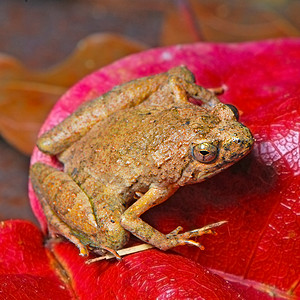 青蛙环境宏观雨林生物绿色动物热带野生动物生物学蟾蜍绿色的高清图片素材