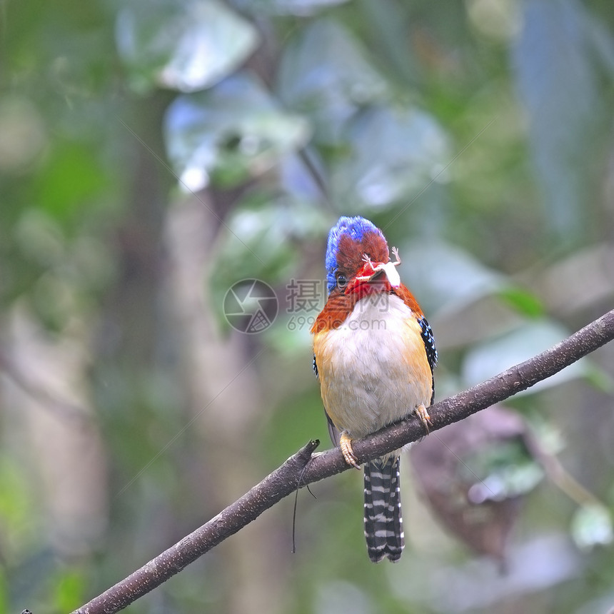 Kingfisher 养鱼王鸟类丛林猎人羽毛花蜜计费环境生物蜥蜴荒野图片