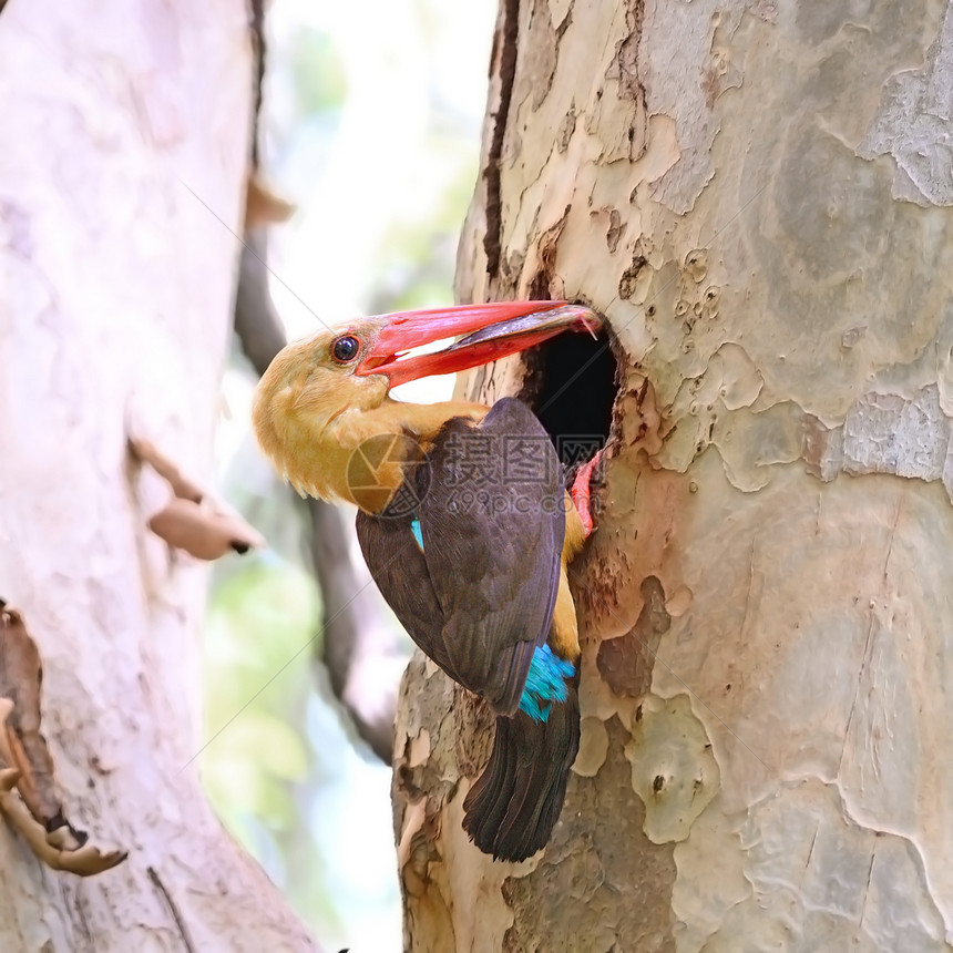 男性布朗翼捕鸟王鸟类棕色翠鸟棕翅野生动物红树林森林图片