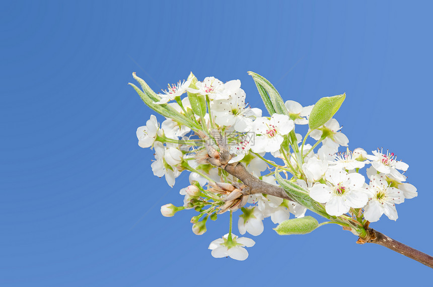 白春樱花在明亮的天空中开花图片