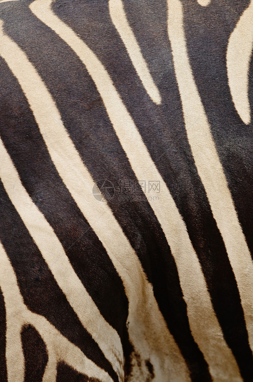 共同斑骨动物国家野生动物大草原马属荒野白色黑色条纹细纹图片