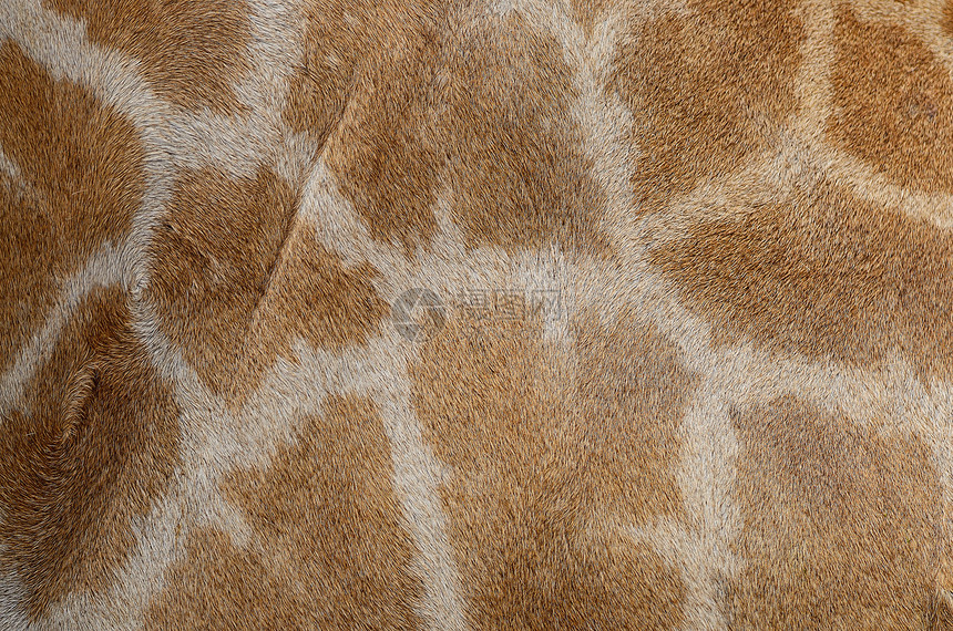 长颈羊皮荒野斑点毛皮食草动物白色草食性哺乳动物棕色皮革图片