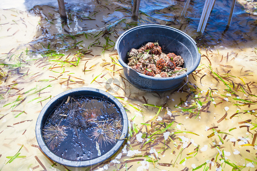 热带岛屿盆地上美丽的多彩贝壳 花彩鲜丽的贝壳沙滩球形扇贝蜗牛动物异国情调支撑海岸海滩图片