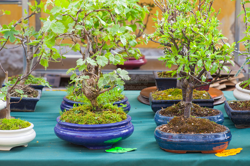 邦赛树植物生长园艺植物学艺术品盆栽绿色树叶盆景陶器图片