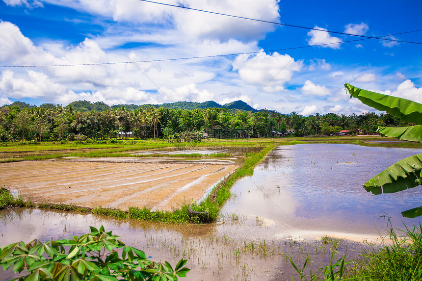 Bohol岛菲律宾村的绿稻田村庄农业全景农田旅行国家旅游季节农村天空图片