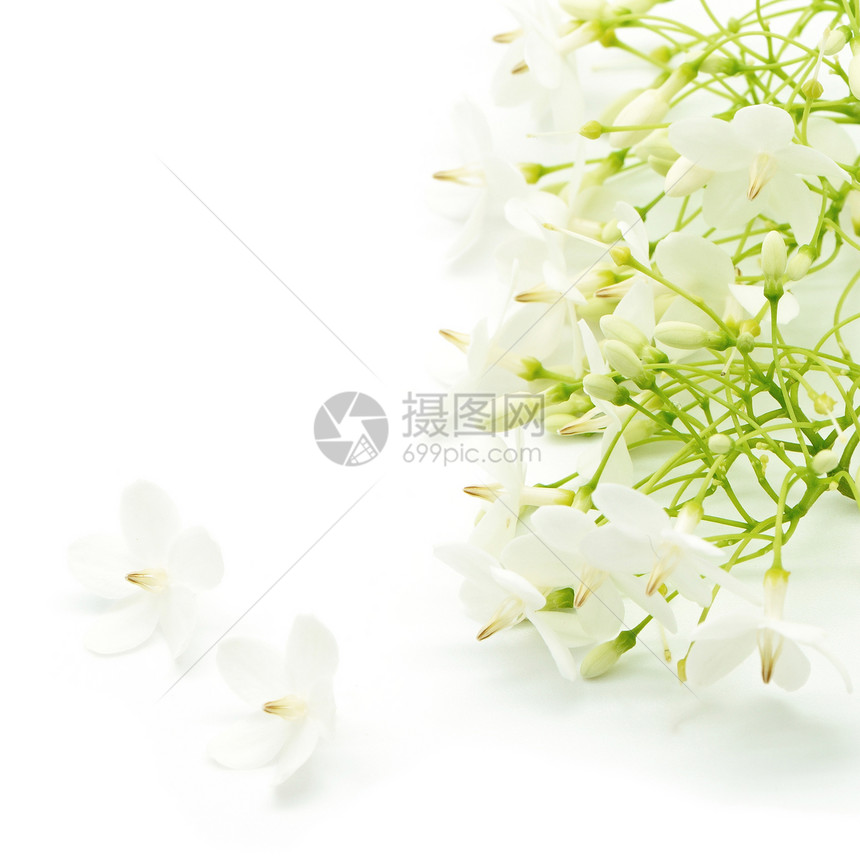 野生水管道李子热带花瓣花园白色星星宗教信仰绿色荒野宏观图片