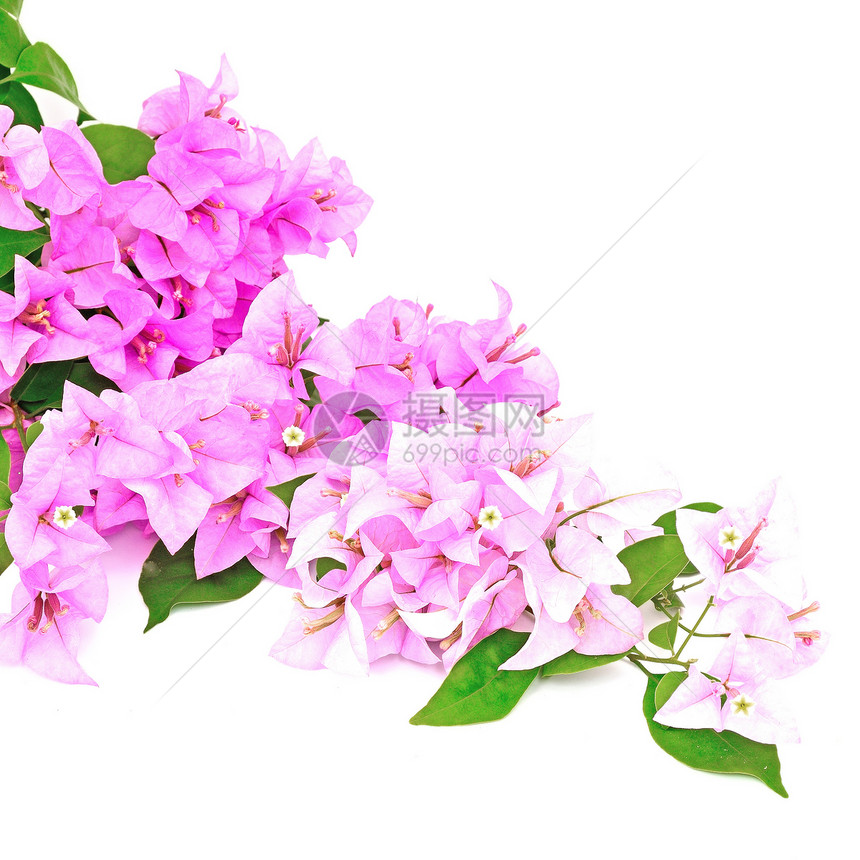 布干维尔a紫色花园气候边界植物风格装饰粉色白色热带图片