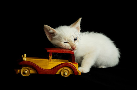 白幼婴小猫动物婴儿白猫白色玩具背景