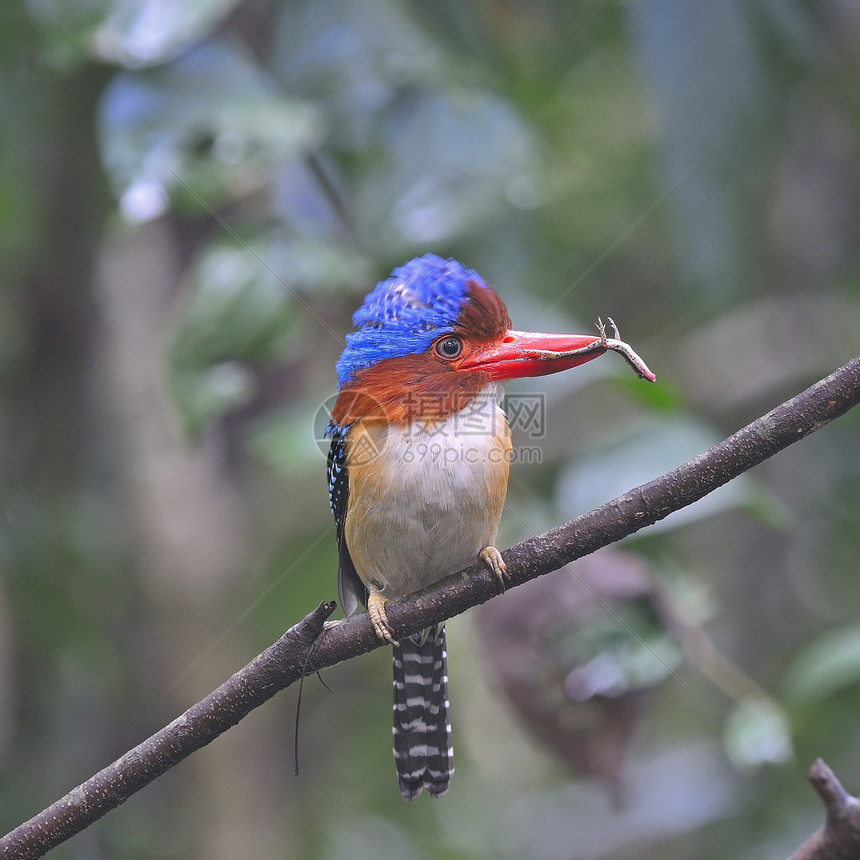 Kingfisher 养鱼王公园野生动物森林蕾丝翅膀荒野国家动物蓝色栖息图片