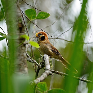 斑点紧凑的鹦鹉饼自然热带鸟类棕色生物动物荒野野生动物黑色自由背景图片