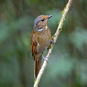 大型尼拉塔瓦自由野生动物警报动物翅膀棕色环境鸟类动物群白色背景图片
