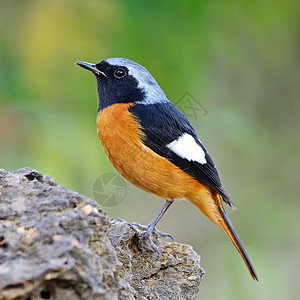 可爱绯袖凤凰螺男性多瑞安红开始热带野生动物橙子动物森林金黄色鸟类黑色羽毛荒野背景