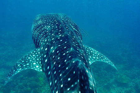 蓝鲸鱼在马尔代夫水晶清蓝的蓝水中游泳的鲸鱼鲨鱼鼻齿兽蓝色动物旅行野生动物海洋生物潜水浮潜动物群盐水背景