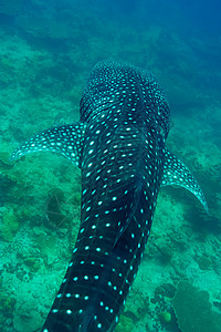 蓝鲸鱼在马尔代夫水晶清蓝的蓝水中游泳的鲸鱼鲨鱼鼻齿兽动物潜水动物群盐水野生动物浮潜鲸鲨旅行蓝色背景