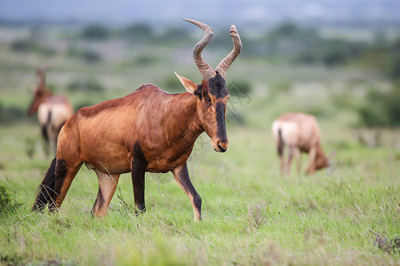白羚羊食草动物哺乳动物高清图片