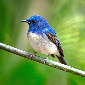 男性海南蓝色捕猎者野生动物翅膀荒野动物群热带羽毛动物眼睛公园捕蝇器背景图片