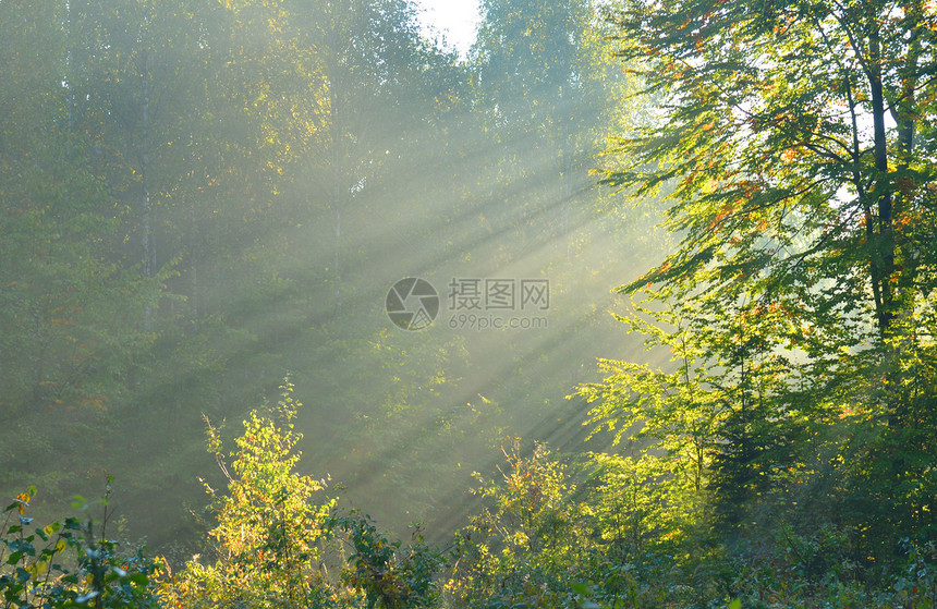 森林黎明远足风景射线人行道阴影魔法季节林地阳光薄雾图片