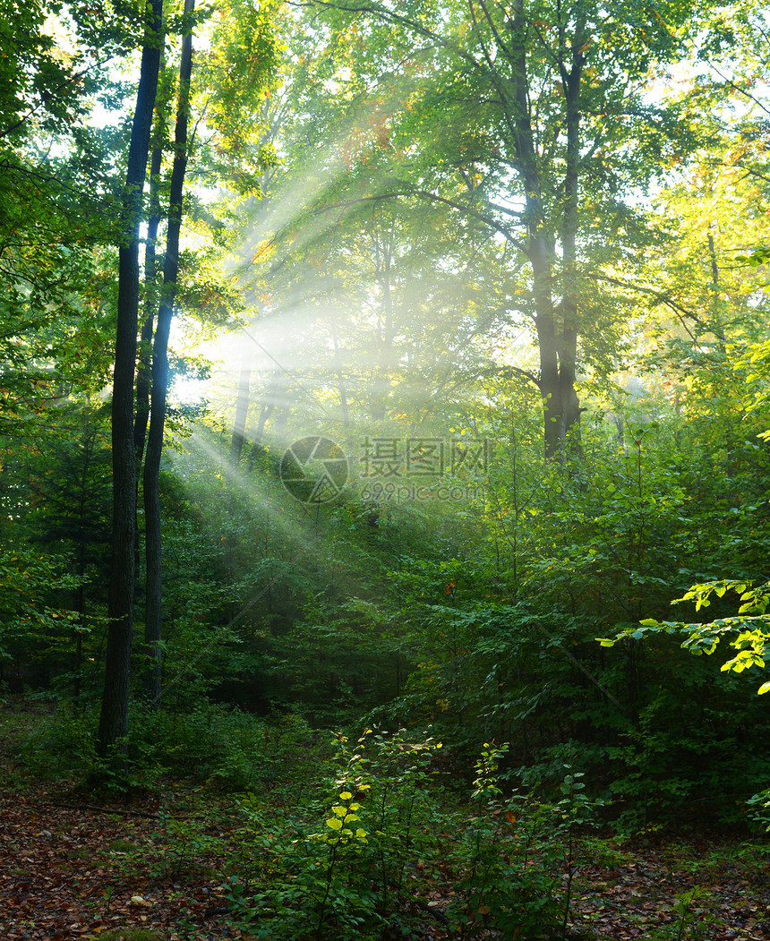 森林黎明季节薄雾林地场景射线风景阴影阳光公园太阳图片