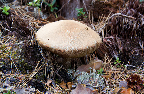 蘑菇树木背景图片