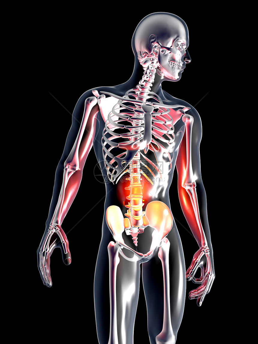 解剖学  胃器官插图尿液药品腹部癌症疼痛科学图表身体图片