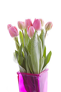 花瓶中的粉色荷兰郁金香绿色花朵灯泡树叶背景图片