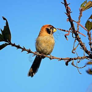 斑点紧凑的鹦鹉饼生物棕色羽毛滴胶荒野警报动物鸟类野生动物热带背景图片