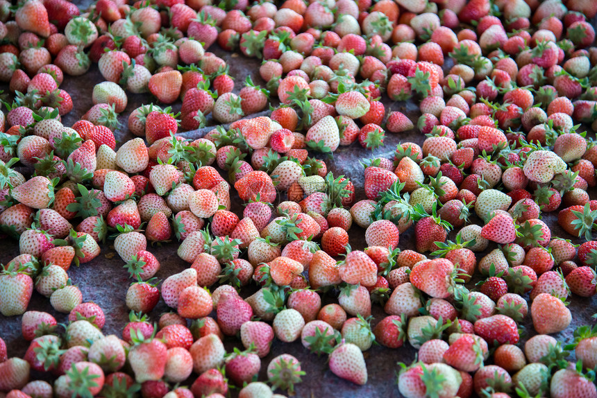 在的新鲜草莓收成辉光山脉种植园国家情绪水果火花爬坡农场图片