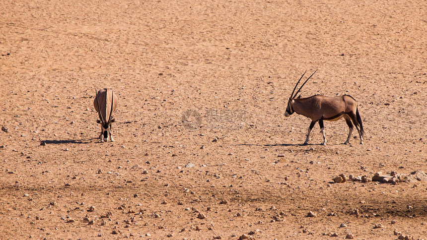 2个奥里星座野生动物栖息地荒野领土喇叭夫妻风景公园羚羊食草图片