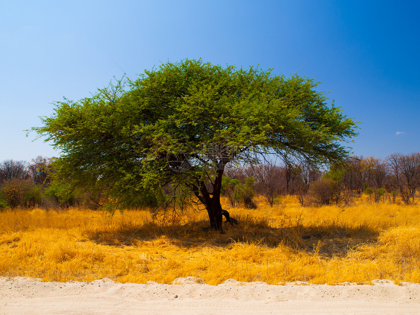典型的非洲阿卡西亚树图片