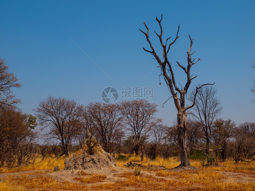 奥卡万戈地区白人山动物游戏地面野生动物沙漠干旱荒野风景白蚁殖民地图片