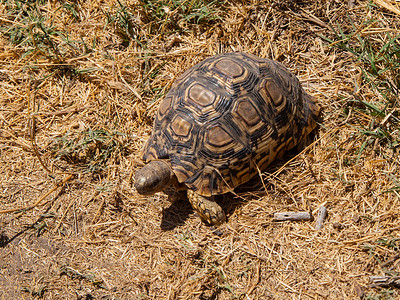 中华草龟自然野生动物高清图片