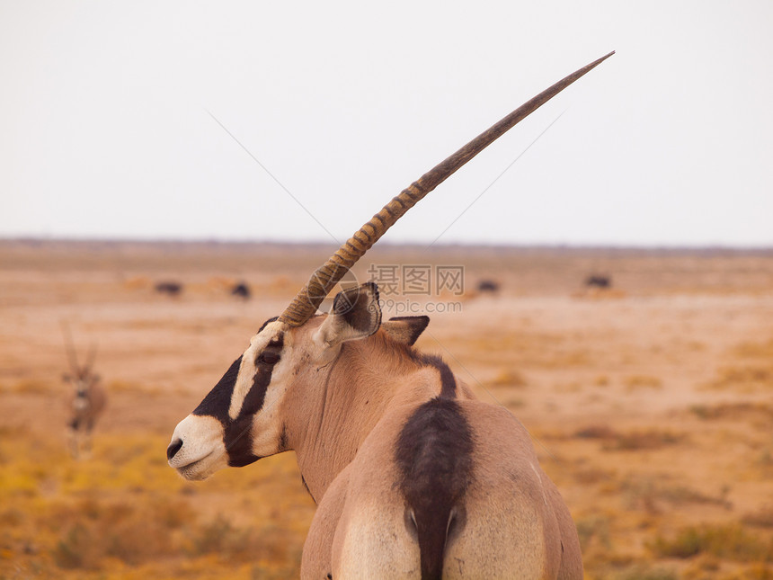 Oryx 蚂蚁座动物群手表野生动物生态瞪羚牛角动物栖息地荒野大草原图片