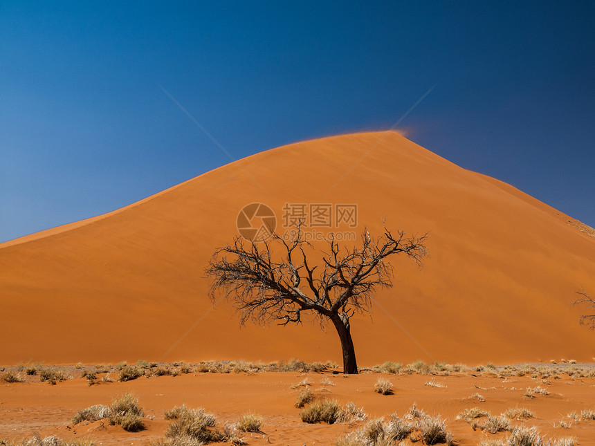 纳米德沙漠第45号迪内45号丘陵前的阿卡西亚树公园纳米布阴影寂寞农村蓝色橙子日落干旱天空图片