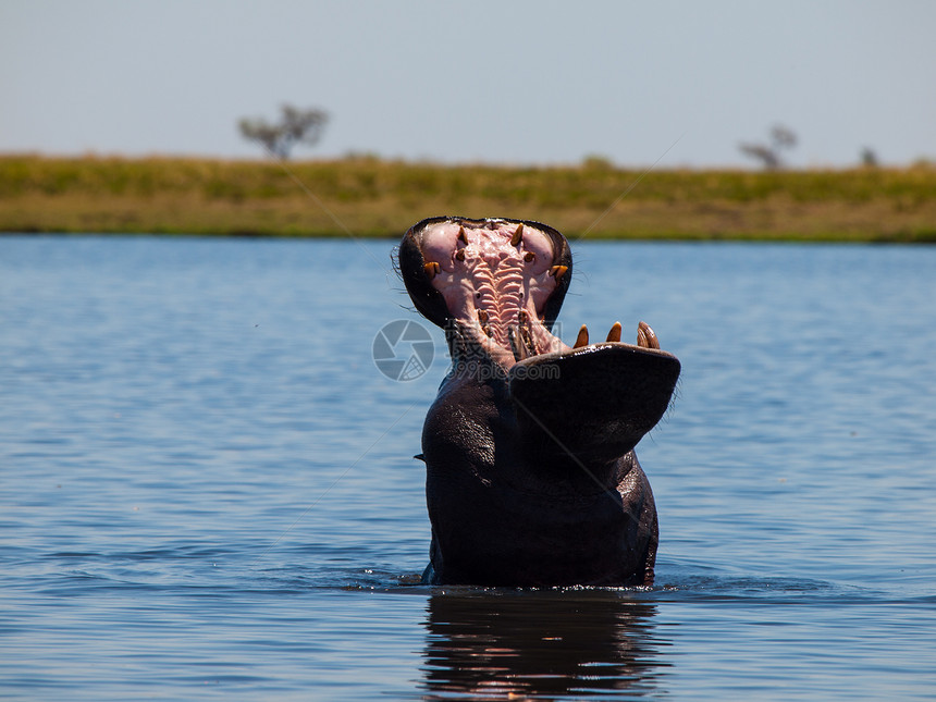 乔贝河的希波国家河马哺乳动物游泳侵略公园野生动物捕食者动物荒野图片