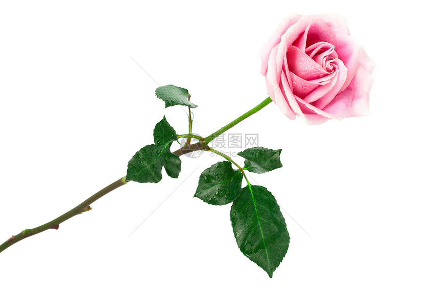粉红玫瑰花季节叶子绿色白色花店水平花瓣礼物生活粉色图片