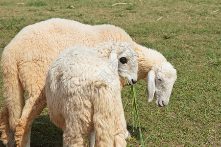 两只羊在绿草原上农田高清图片素材