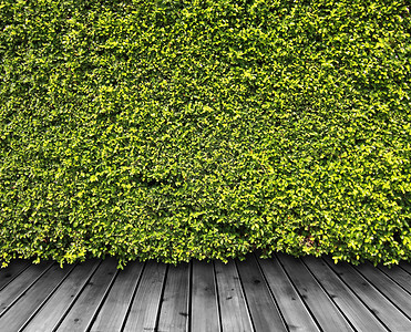 绿叶墙植物群草本植物叶子植物场地树篱乡村栅栏草地杂草背景图片