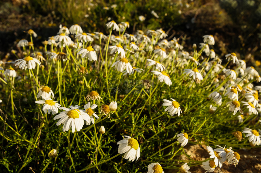 Camomilla 菊花花草地生长白色背景场地花朵季节白花晴天雏菊花图片